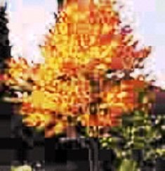 Katsura tree in fall