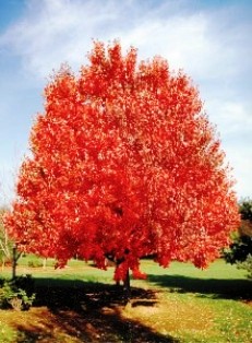 October Glory Maple tree 