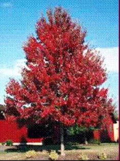 Red Sunset Maple tree Fall